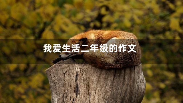 我爱生活二年级的作文