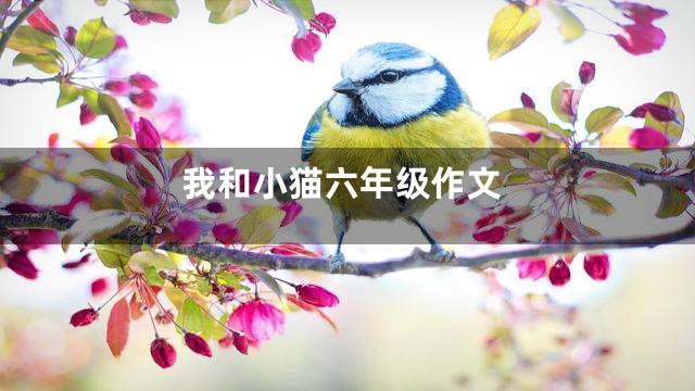 我和小猫六年级作文