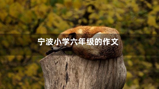 宁波小学六年级的作文
