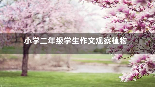小学二年级学生作文观察植物