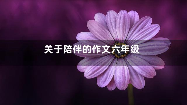 关于陪伴的作文六年级