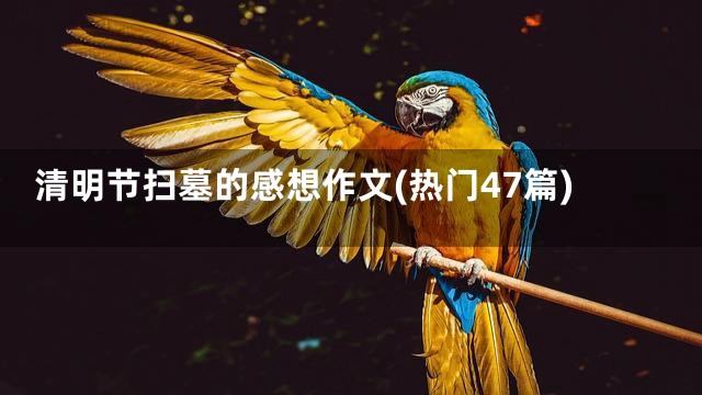 清明节扫墓的感想作文(热门47篇)