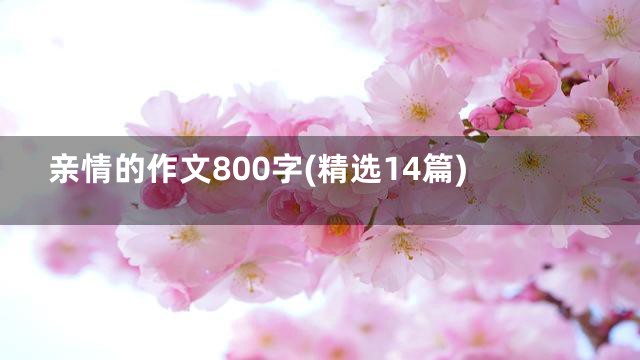亲情的作文800字(精选14篇)