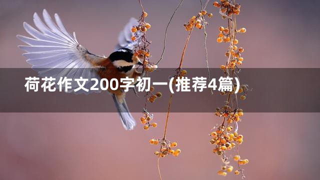 荷花作文200字初一(推荐4篇)