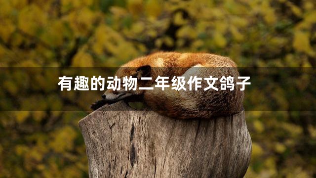 有趣的动物二年级作文鸽子