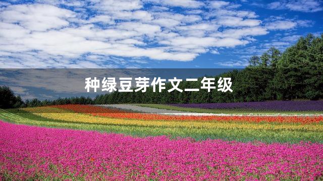 种绿豆芽作文二年级